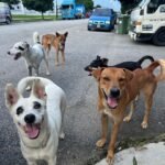 JB Animal Shelters: Giving Stray Dogs Hope